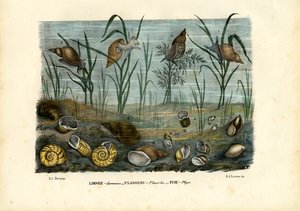 Mussels, 1863-79 by Raimundo Petraroja